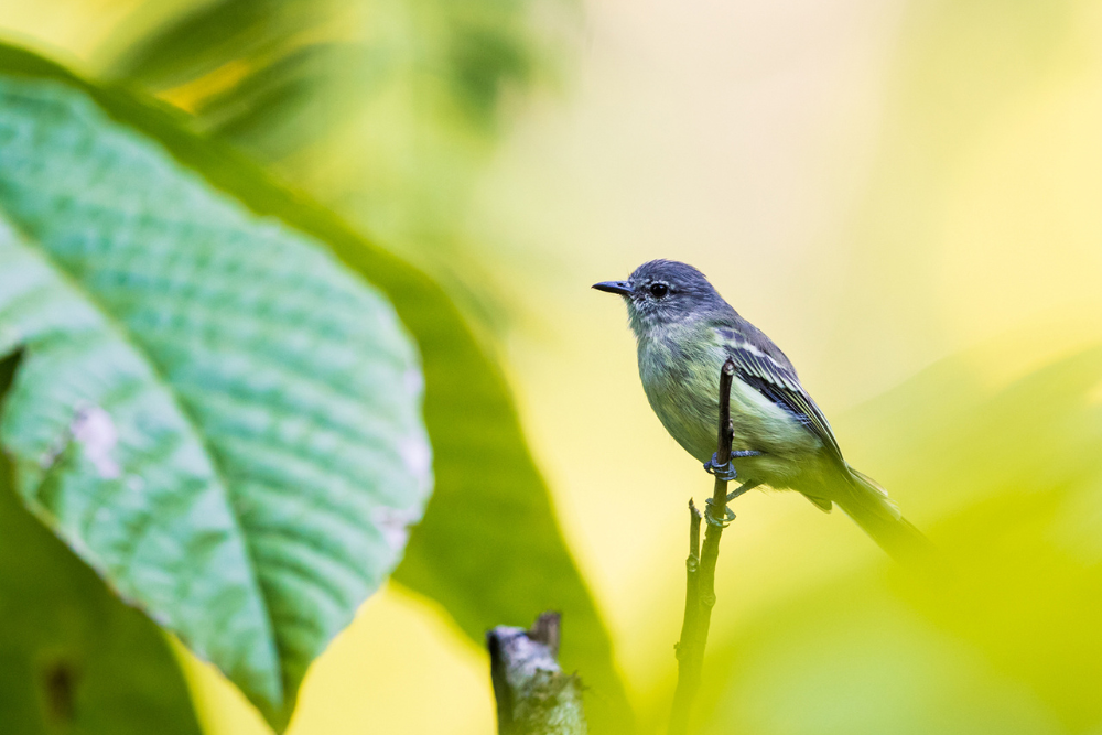 Exploring the Wonders of Eco-Tourism